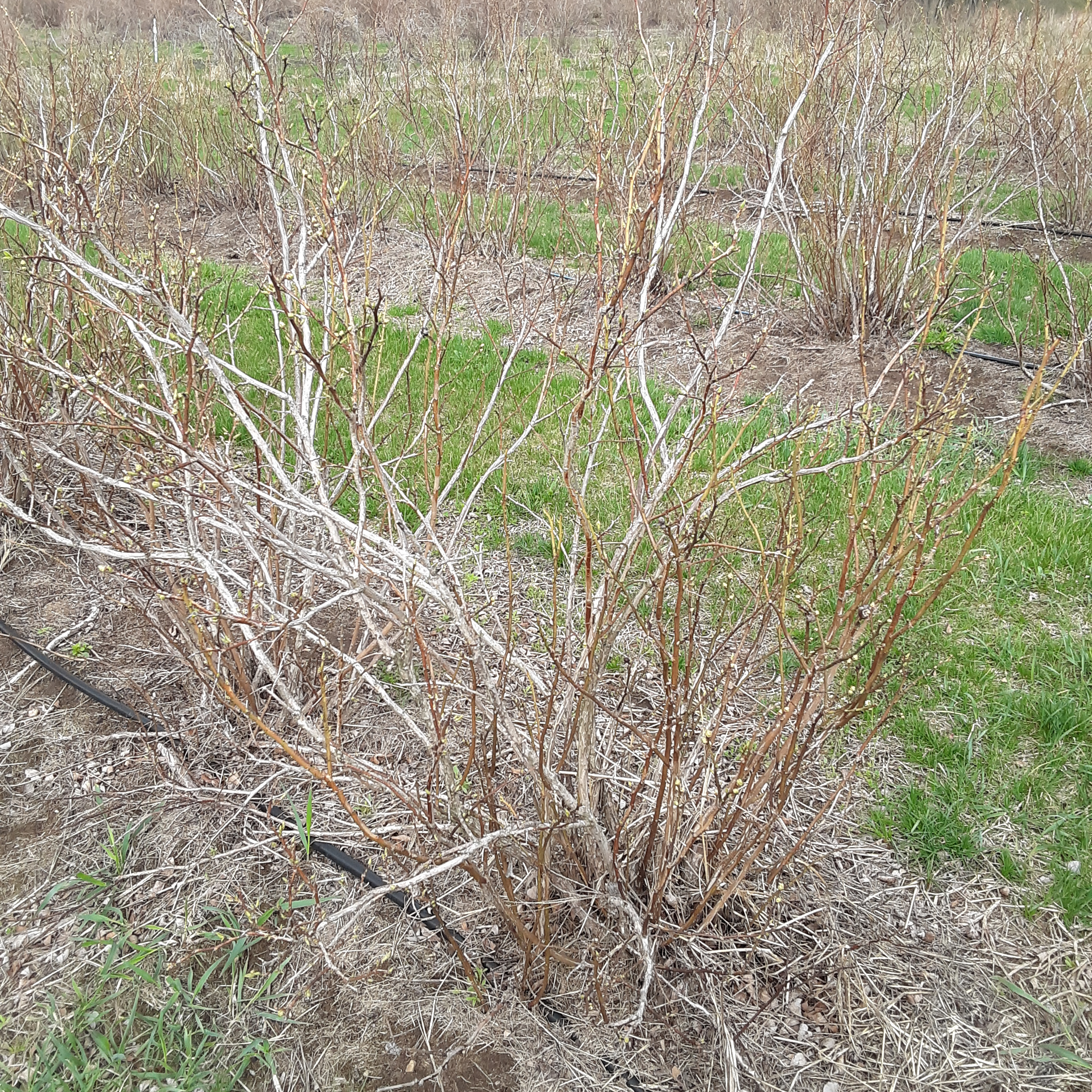 Frost damage to a blueberry field.